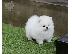 PoulaTo: Pomeranian all kc reg.